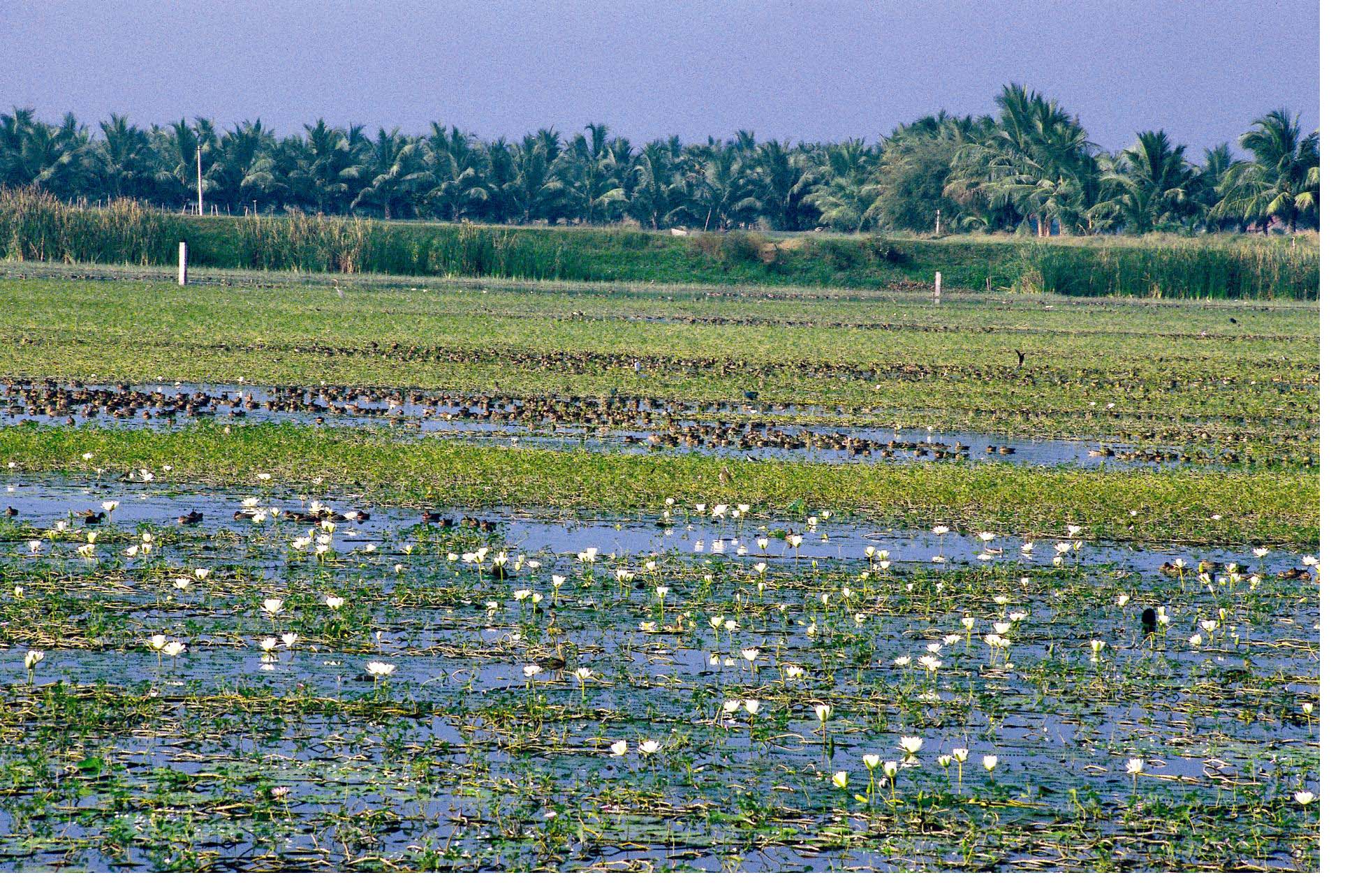 wet-land